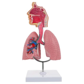 Pljuč, Dihalnih Anatomija Model Poučevanja Sistem Človekovih Prikaz modela Šole Pljuča Anatomski Srce Izobraževalne Nosni Igrača