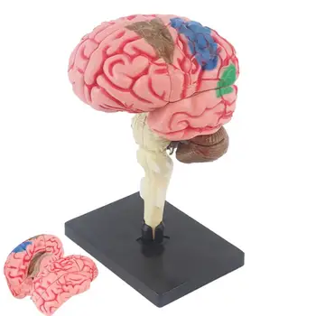 Človeški Možgani Model Poučevanja Možganov Model Poučevanja Srednja Model Barvno Kodirani Za Ugotavljanje Možganske Funkcije Poučevanje Anatomije Model Za DIY